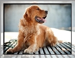 Zdyszany, Golden, Retriever